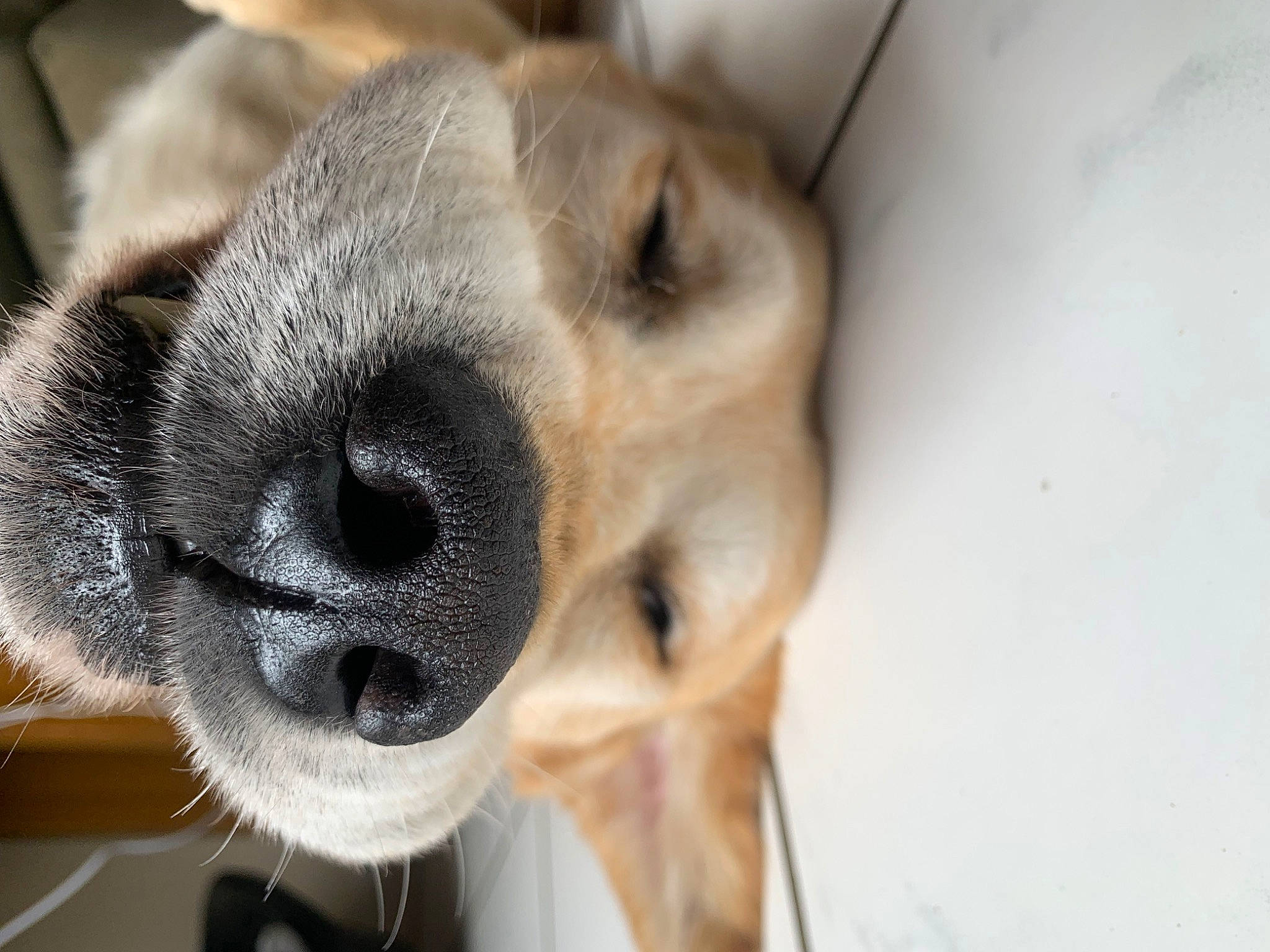 Barbaque participe au concours pour gagner de l'argent avec cette photo : canidae, close_up, companion_dog, dog, dog_breed, ear, eye, eyelash, fawn, fur, paw, pet_supply, snout, sporting_group, terrestrial_animal, toy_dog, whiskers, wildlife, working_animal