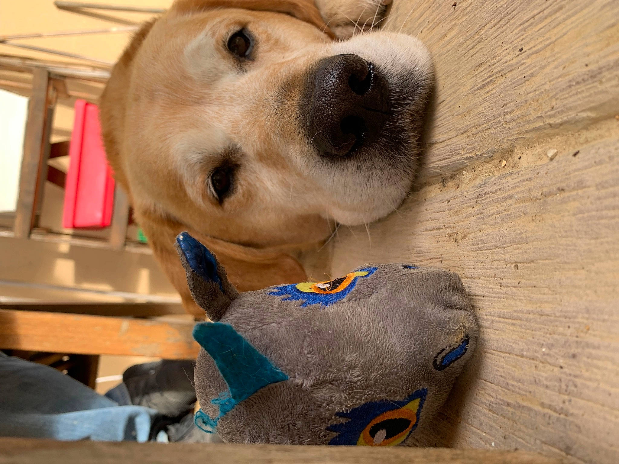 Barbaque a rejoint le concours — aidez-le/la à gagner de superbes lots ! canidae, carnivore, collar, companion_dog, dog, dog_breed, dog_collar, dog_supply, ear, fawn, fur, hardwood, personal_protective_equipment, pet_supply, selfie, snout, sporting_group, whiskers, wood, working_animal