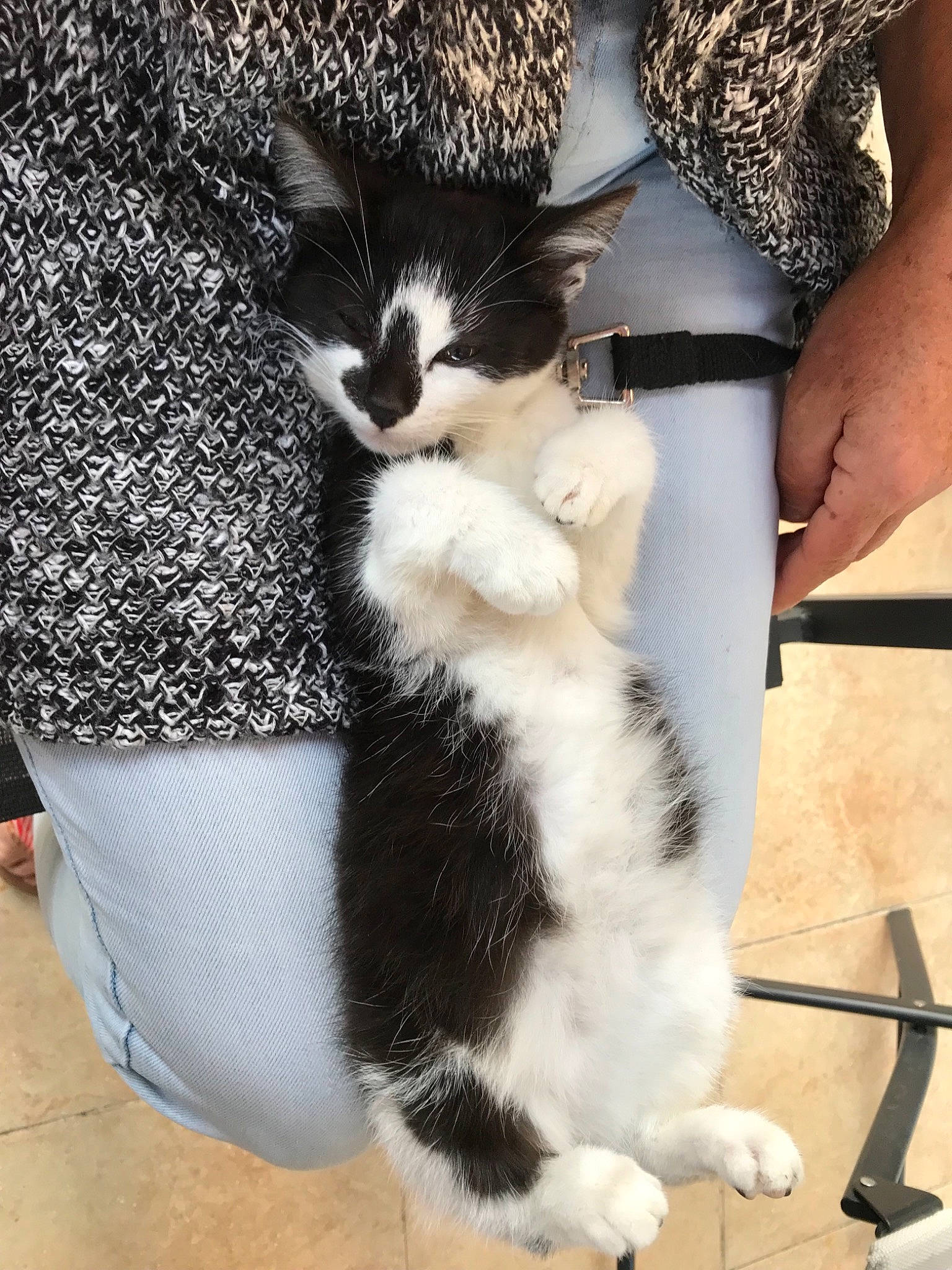 Sushy participe au concours pour gagner de l'argent avec cette photo : aegean_cat, american_wirehair, black_and_white, carnivore, cat, domestic_short_haired_cat, european_shorthair, felidae, fur, kitten, leg, mammal, polydactyl_cat, small_to_medium_sized_cats, tail, whiskers