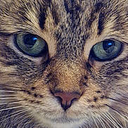 Sally participe au concours pour gagner de l'argent avec cette photo : abyssinian, angora, animal, bodypart, brasssection, cat, clothing, fur, horn, kitten, manx, mouth, musicalinstrument, person, pet, siamese, snout