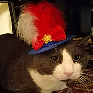 Boston joined the competition — help win amazing prizes! cat, pet, hat, feather, red, white, blue, gold_star, indoor, close_up, animal, feline, costume, decorative, curious, whiskers, fur, portrait, domestic, cute
