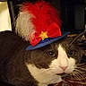 cat, pet, hat, feather, red, white, blue, gold_star, indoor, close_up, animal, feline, costume, decorative, curious, whiskers, fur, portrait, domestic, cute