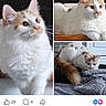 Lola joined the competition — help win amazing prizes! cat, turkish_van, kitten, fluffy, white_fur, orange_patches, pet, animal, portrait, collage, three_panel, sitting, lying_down, window, blanket, indoors, social_media, facebook_post, cute, long_hair