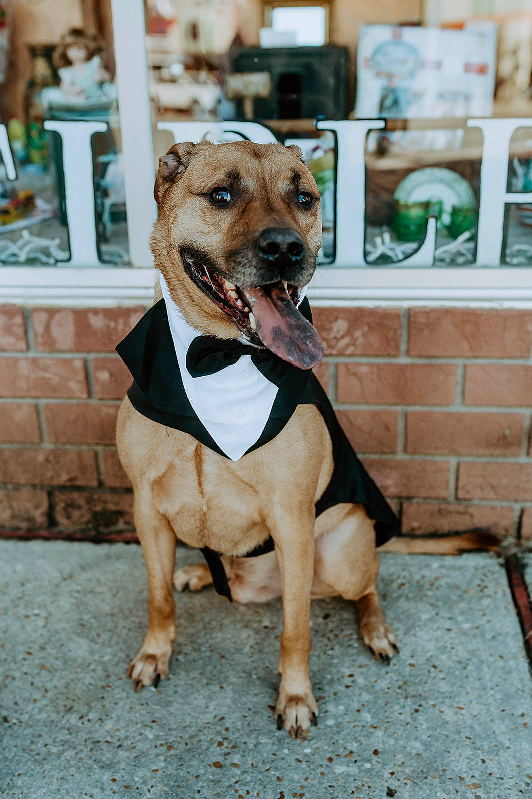 Rolo is registered to the contest to win money with this photo: ancient_dog_breeds, carnivore, collar, companion_dog, dog, dog_breed, dog_clothes, dog_collar, dog_supply, fawn, non_sporting_group, paw, pet_supply, snout, sporting_group, toy_dog, whiskers, working_animal, working_dog