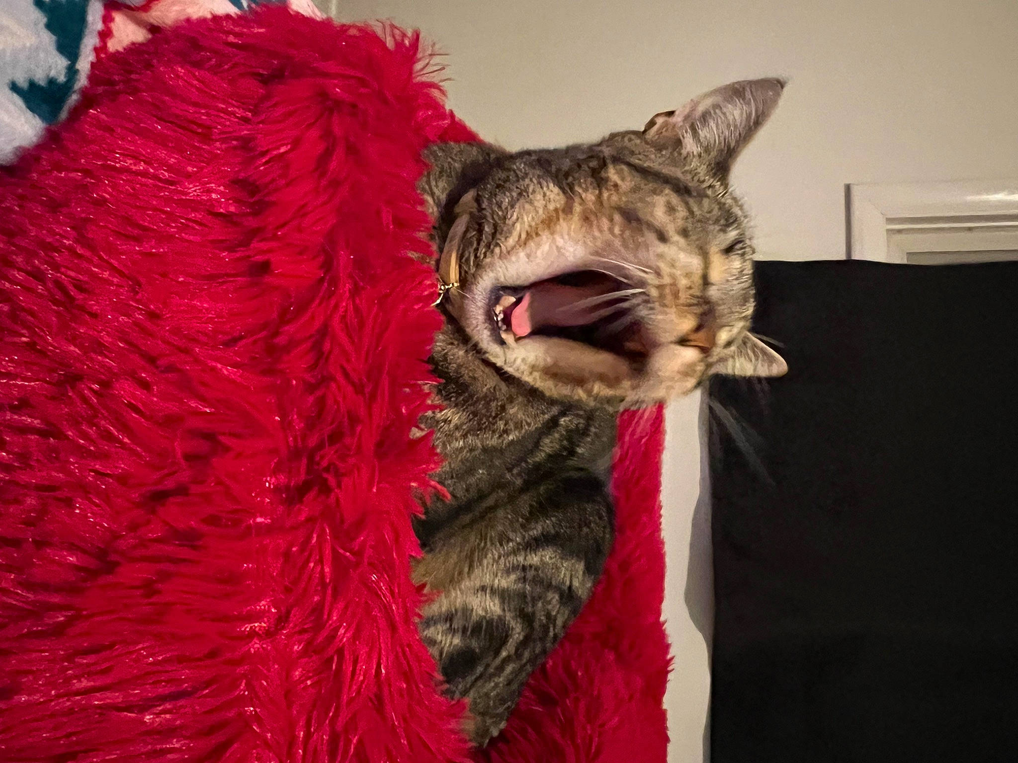 Gucci is registered to the contest to win money with this photo: carnivore, cat, claw, domestic_short_haired_cat, fang, fashion_accessory, felidae, fur, fur_clothing, magenta, natural_material, paw, small_to_medium_sized_cats, snout, whiskers, wildlife, yawn