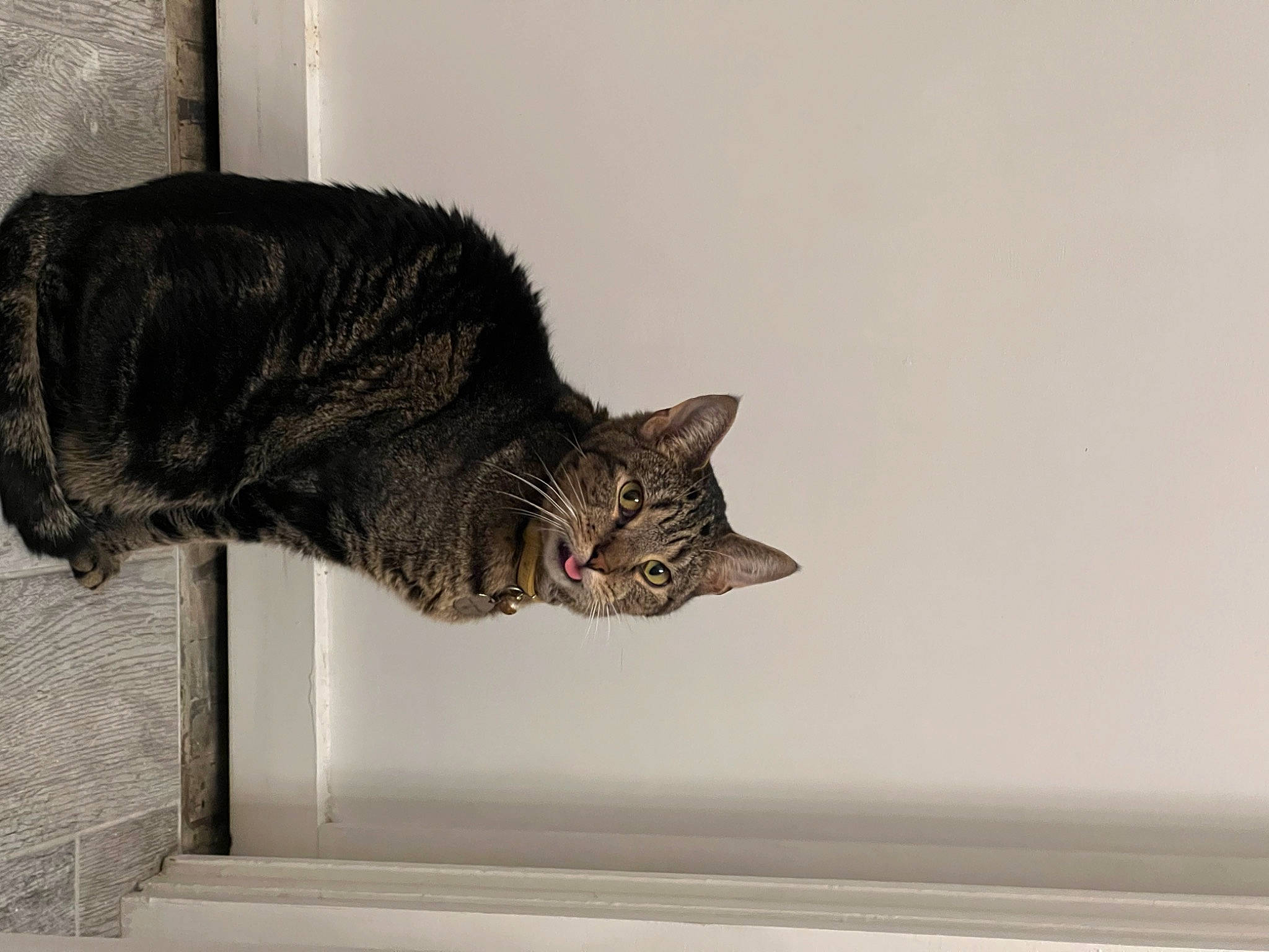 Gucci is registered to the contest to win money with this photo: carnivore, cat, domestic_short_haired_cat, felidae, fur, grey, small_to_medium_sized_cats, snout, tail, terrestrial_animal, whiskers, window