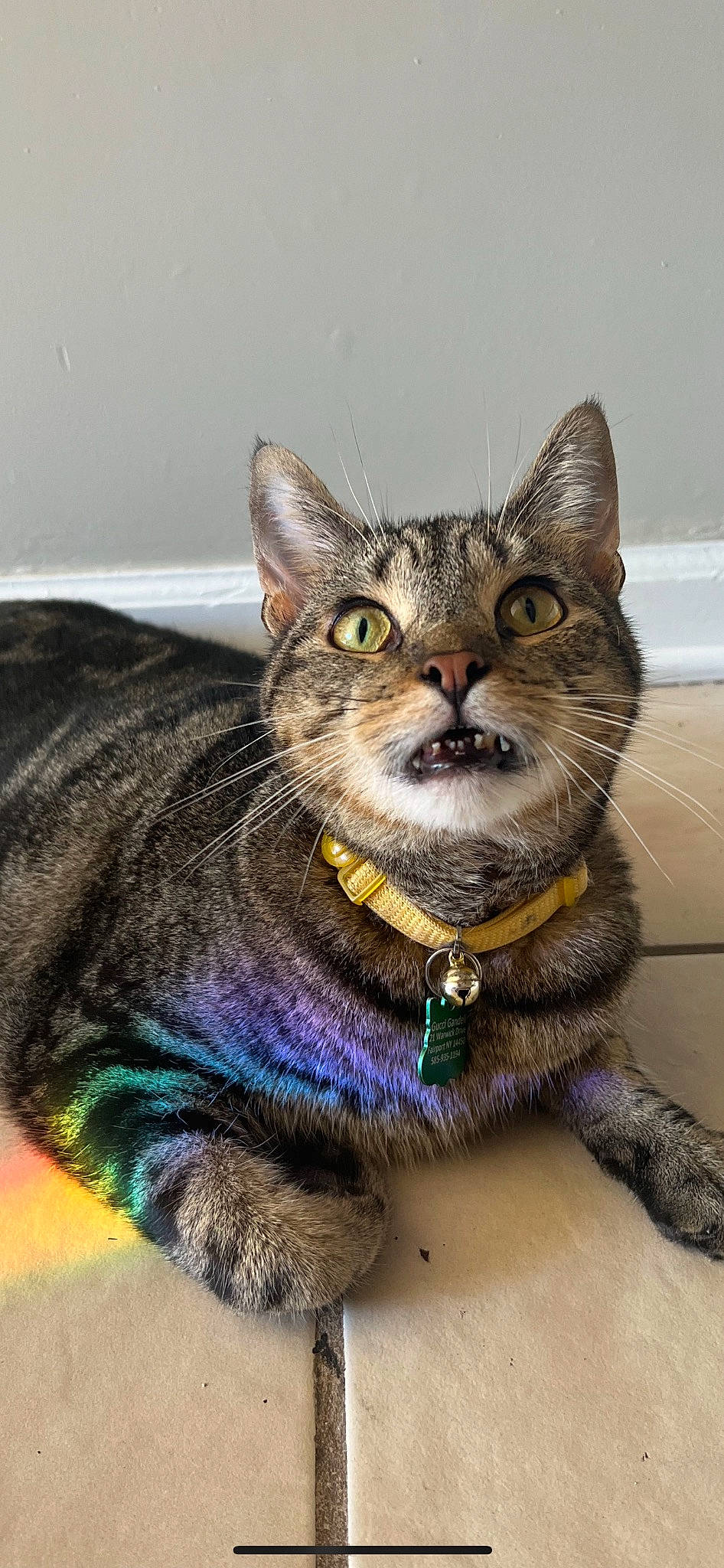 Gucci is registered to the contest to win money with this photo: art, carnivore, cat, claw, collar, domestic_short_haired_cat, fashion_accessory, felidae, fur, iris, paw, small_to_medium_sized_cats, snout, tail, terrestrial_animal, whiskers, wildlife