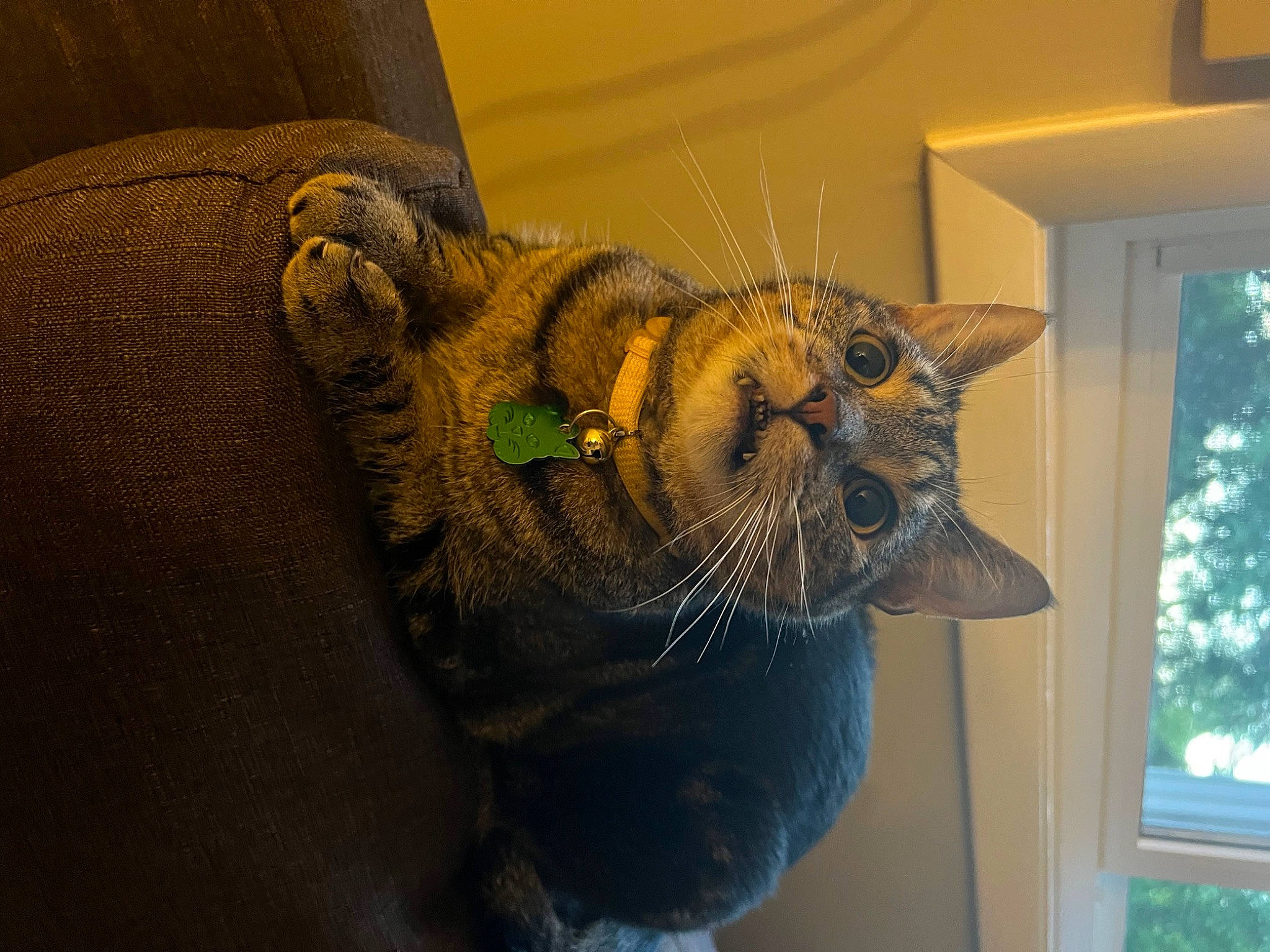 Gucci is registered to the contest to win money with this photo: carnivore, cat, claw, domestic_short_haired_cat, felidae, fur, metal, paw, room, small_to_medium_sized_cats, snout, tail, terrestrial_animal, thread, tree, whiskers, wildlife, window, wood