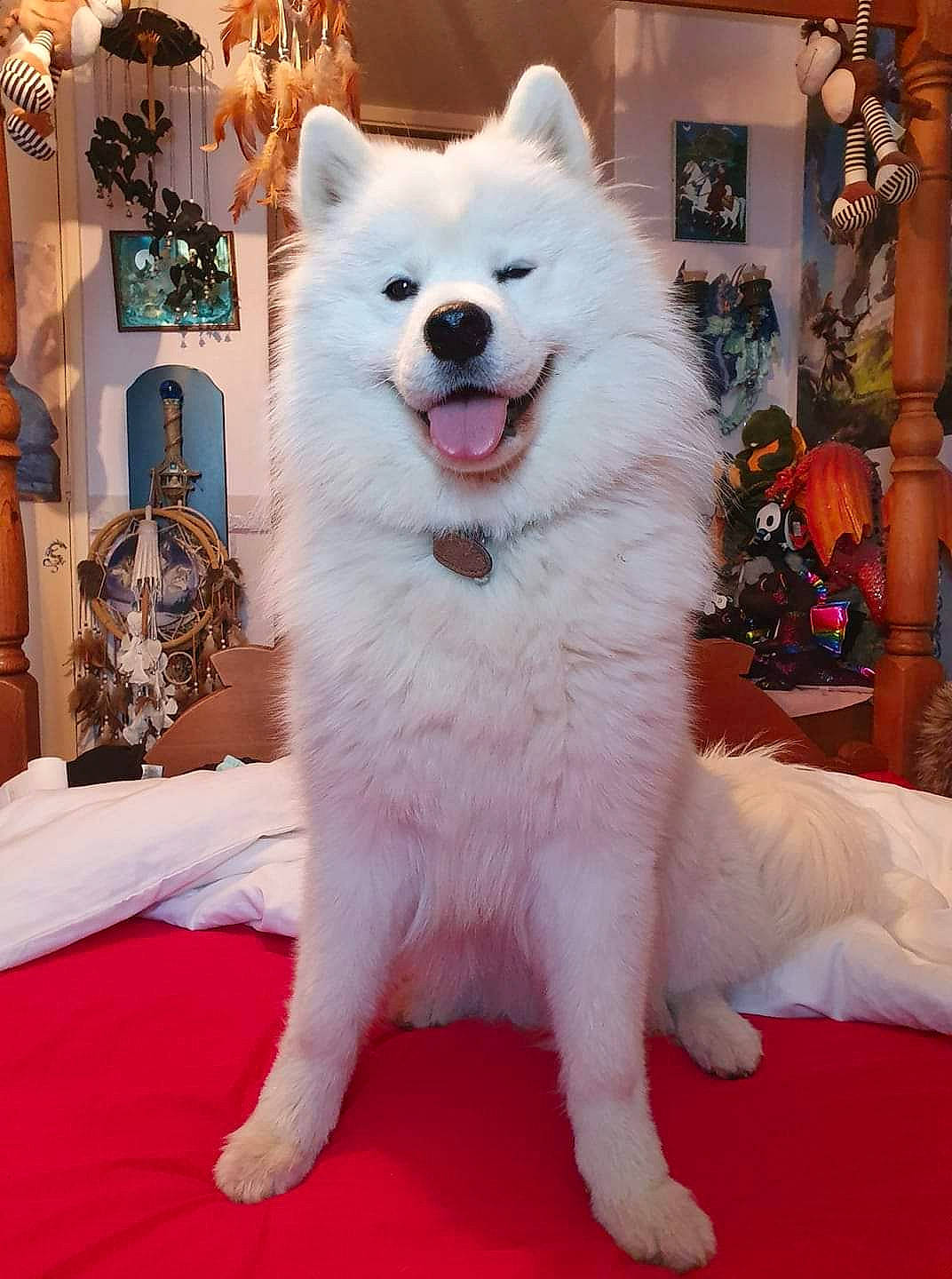 Koku is registered to the contest to win money with this photo: canidae, carnivore, collar, companion_dog, dog, dog_breed, event, fang, flooring, fur, giant_dog_breed, houseplant, non_sporting_group, picture_frame, snout, spitz, sporting_group, volpino_italiano, working_animal, working_dog