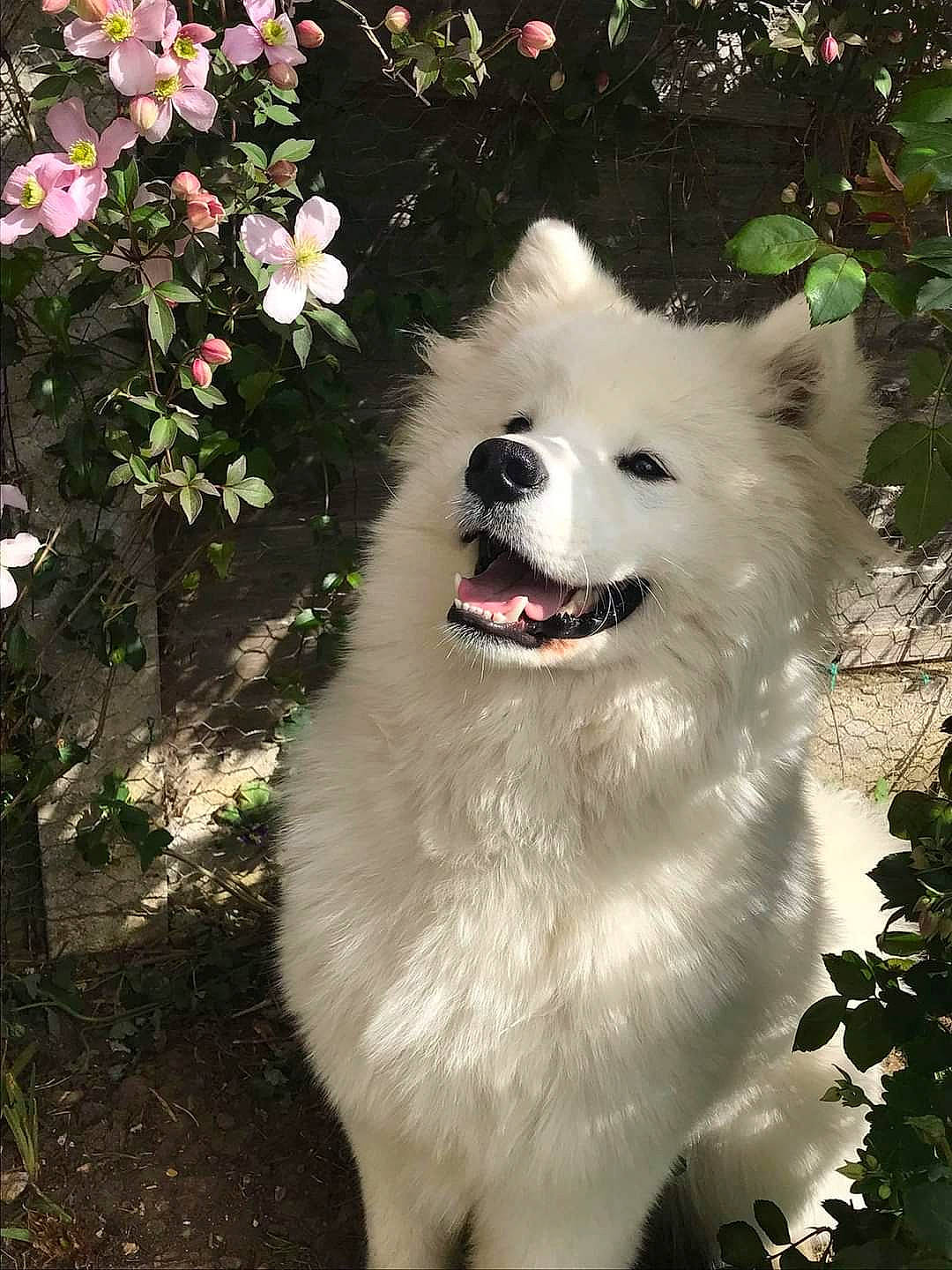 Koku is registered to the contest to win money with this photo: annual_plant, carnivore, collar, companion_dog, dog, dog_breed, dog_collar, eye, flower, flowering_plant, fur, grass, jaw, petal, plant, rose_family, snout, spitz, whiskers, working_animal