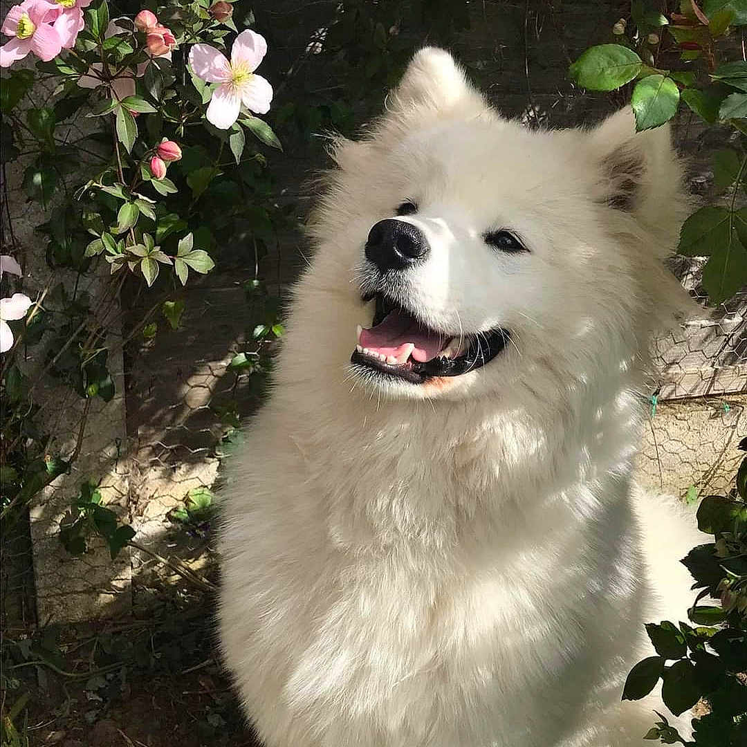 Koku
