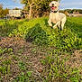 Aika a rejoint le concours — aidez-le/la à gagner de superbes lots ! dog, white_dog, grass, field, tree, sunlight, outdoor, nature, happy, running, jumping, farm, rural, sky, animal, collar, greenery, leaves, daytime, playful
