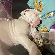 Aika a rejoint le concours — aidez-le/la à gagner de superbes lots ! puppy, dog, sleeping, white_dog, pillow, lion_king, toy, blanket, cute, pet, indoor, resting, cozy, animal, young_dog, snuggling, soft, comfort, peaceful, closeup