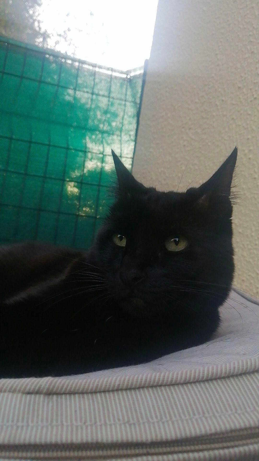 Maitika a rejoint le concours — aidez-le/la à gagner de superbes lots ! black_cat, cat, feline, pet, animal, yellow_eyes, whiskers, outdoor, cushion, striped_fabric, relaxing, resting, balcony, green_mesh, wall, portrait, close_up, fur, ears, domestic_cat