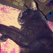 Maitika participe au concours pour gagner de l'argent avec cette photo : black_cat, sleeping, furry, pet, indoor, blanket, pink, furniture, bookshelf, books, decor, cozy, relaxation, animal, mammal, whiskers, ears, paw, fur, rest