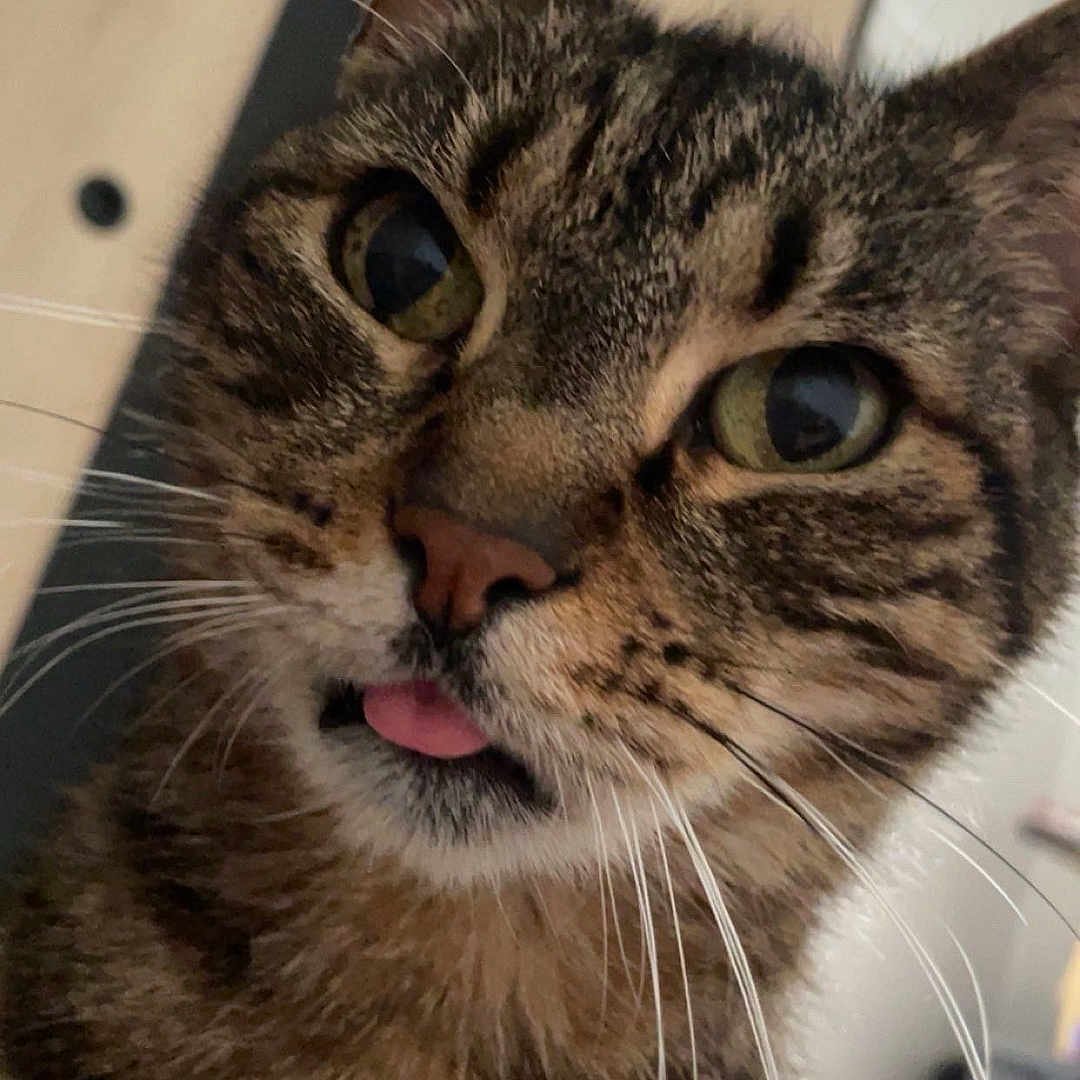 Simba