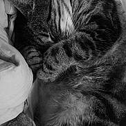 Simba participe au concours pour gagner de l'argent avec cette photo : cat, tabby, sleeping, curled_up, paw, fur, bed, blanket, indoor, cozy, resting, pet, animal, cute, close_up, monochrome, black_and_white, controller, gaming, relaxation