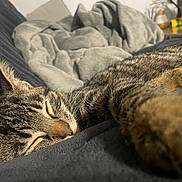 Winstone a rejoint le concours — aidez-le/la à gagner de superbes lots ! cat, tabby, sleeping, paw, blanket, feline, fur, indoor, resting, cozy, closeup, pet, animal, relaxation, soft, comfort, whiskers, ears, home, nap
