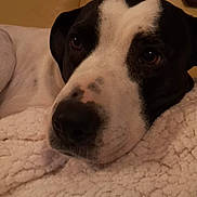 Naya a rejoint le concours — aidez-le/la à gagner de superbes lots ! dog, black_and_white, close_up, blanket, couch, resting, indoor, pet, fur, face, snout, ears, comfort, relaxed, cozy, animal, cute, domestic_animal, sleepy, soft