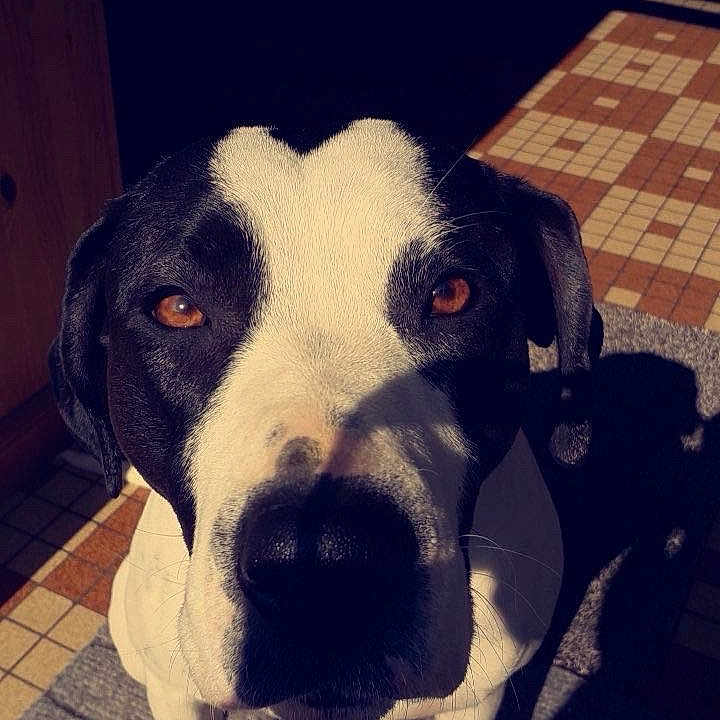 Naya