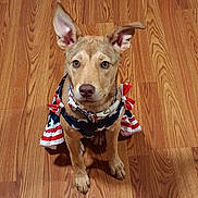 Dixie joined the competition — help win amazing prizes! dog, puppy, pet, animal, canine, ears, brown, floor, wooden_floor, dress, clothing, patriotic, stars, stripes, red, white, blue, sitting, looking, indoors