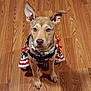 dog, puppy, pet, animal, canine, ears, brown, floor, wooden_floor, dress, clothing, patriotic, stars, stripes, red, white, blue, sitting, looking, indoors