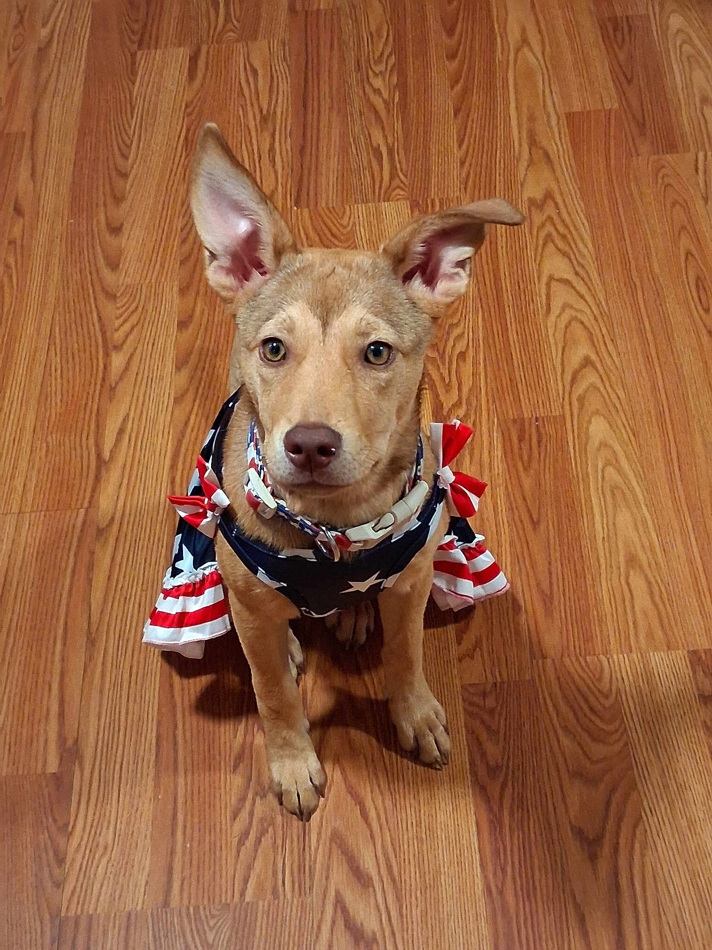 Dixie