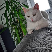 Virgule a rejoint le concours — aidez-le/la à gagner de superbes lots ! cat, white_cat, indoor, plant, window, gray_blanket, relaxed, pet, feline, cozy, houseplant, natural_light, fur, paw, resting, domestic_cat, quiet, home, animal, texture