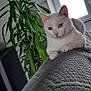 animal, cat, cozy, domestic_cat, feline, fur, gray_blanket, home, houseplant, indoor, natural_light, paw, pet, plant, quiet, relaxed, resting, texture, white_cat, window