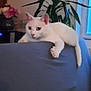 Virgule participe au concours pour gagner de l'argent avec cette photo : cat, white_cat, indoor, couch, blue_couch, plant, green_plant, window, relaxed, pet, feline, animal, home, living_room, curious, resting, fur, ears, whiskers, paws