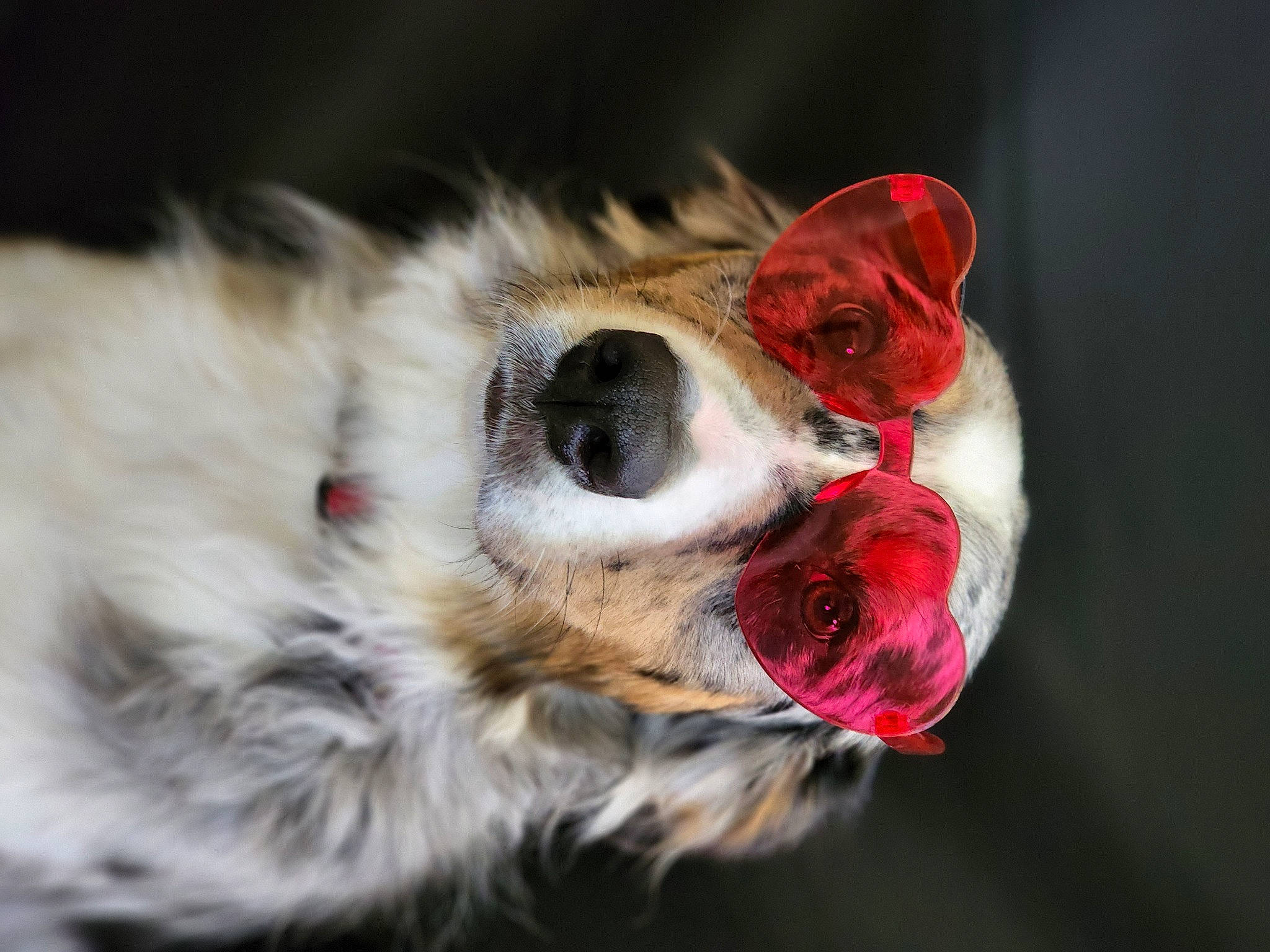 Lakota is registered to the contest to win money with this photo: canidae, carnivore, companion_dog, dog, dog_breed, dog_supply, ear, eye, fang, fawn, felidae, fur, jaw, macro_photography, paw, plant, snout, sporting_group, whiskers, yawn