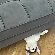 Chico joined the competition — help win amazing prizes! animal, cat, couch, curious, cute, domestic_animal, ears, feline, floor, gray_couch, hidden, indoor, looking, pet, pink_nose, playful, resting, upside_down, whiskers, wooden_floor