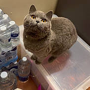 Amy is registered to the contest to win money with this photo: animal, cat, container, curious, domestic_animal, ears, eyes, feline, floor, gray_cat, household, indoor, looking_up, pet, plastic_bottle, purple_bag, storage_bin, tile_floor, water_bottles, whiskers