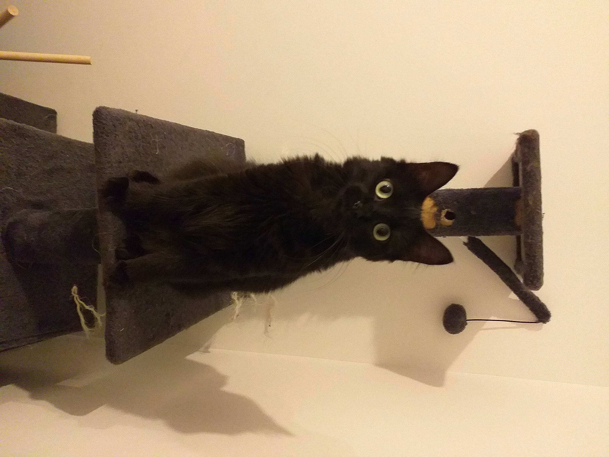 Blanche a rejoint le concours — aidez-le/la à gagner de superbes lots ! black_cat, bombay, carnivore, cat, comfort, domestic_short_haired_cat, felidae, flooring, fur, hardwood, room, shadow, small_to_medium_sized_cats, tail, whiskers, wood