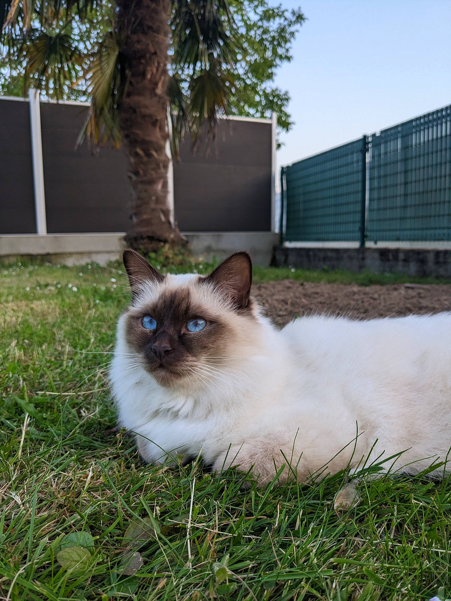 Ti-no a rejoint le concours — aidez-le/la à gagner de superbes lots ! balinese, birman, carnivore, cat, fawn, felidae, fence, fur, grass, iris, plant, siamese, sky, small_to_medium_sized_cats, snout, tail, terrestrial_animal, thai, tree, whiskers