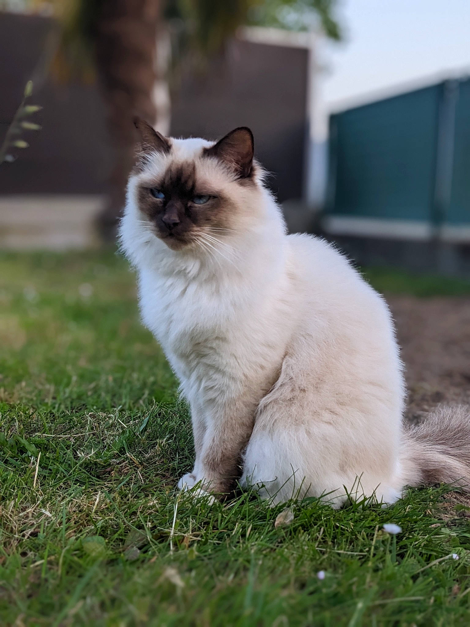 Ti-no participe au concours pour gagner de l&#x27;argent avec cette photo : birman, carnivore, cat, felidae, fur, grass, groundcover, plant, ragdoll, siamese, sky, small_to_medium_sized_cats, tail, terrestrial_animal, whiskers