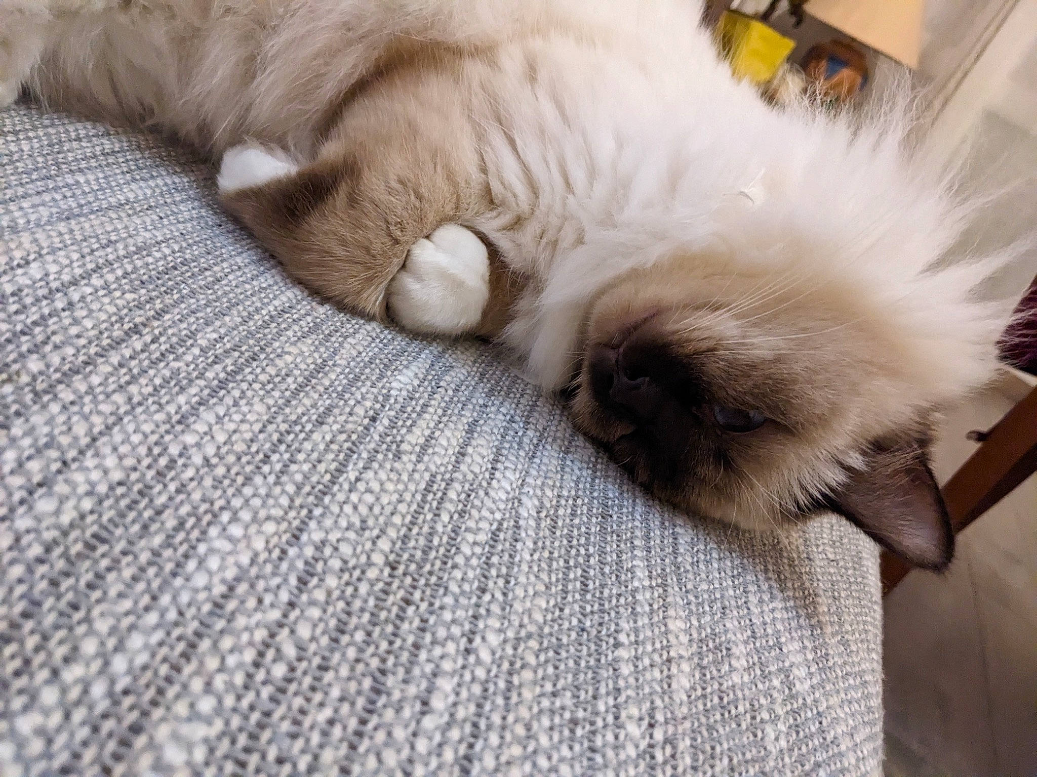 Ti-no participe au concours pour gagner de l&#x27;argent avec cette photo : beige, canidae, carnivore, cat, claw, comfort, companion_dog, dog_breed, fawn, felidae, fur, nap, paw, ragdoll, small_to_medium_sized_cats, snout, sporting_group, tail, whiskers, wood