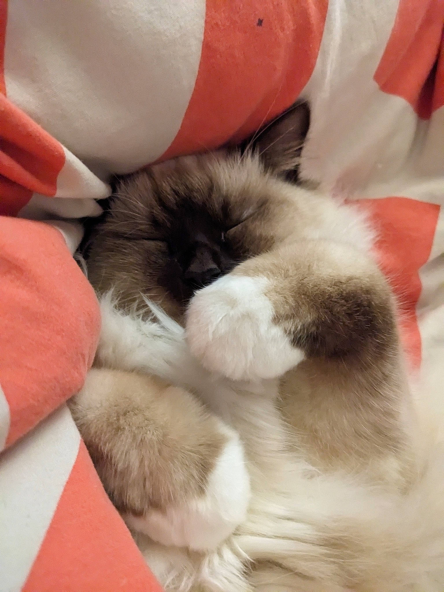 Ti-no participe au concours pour gagner de l&#x27;argent avec cette photo : carmine, carnivore, cat, claw, comfort, companion_dog, felidae, flesh, fur, human_leg, nap, paw, ragdoll, siamese, small_to_medium_sized_cats, tail, terrestrial_animal, thigh, whiskers