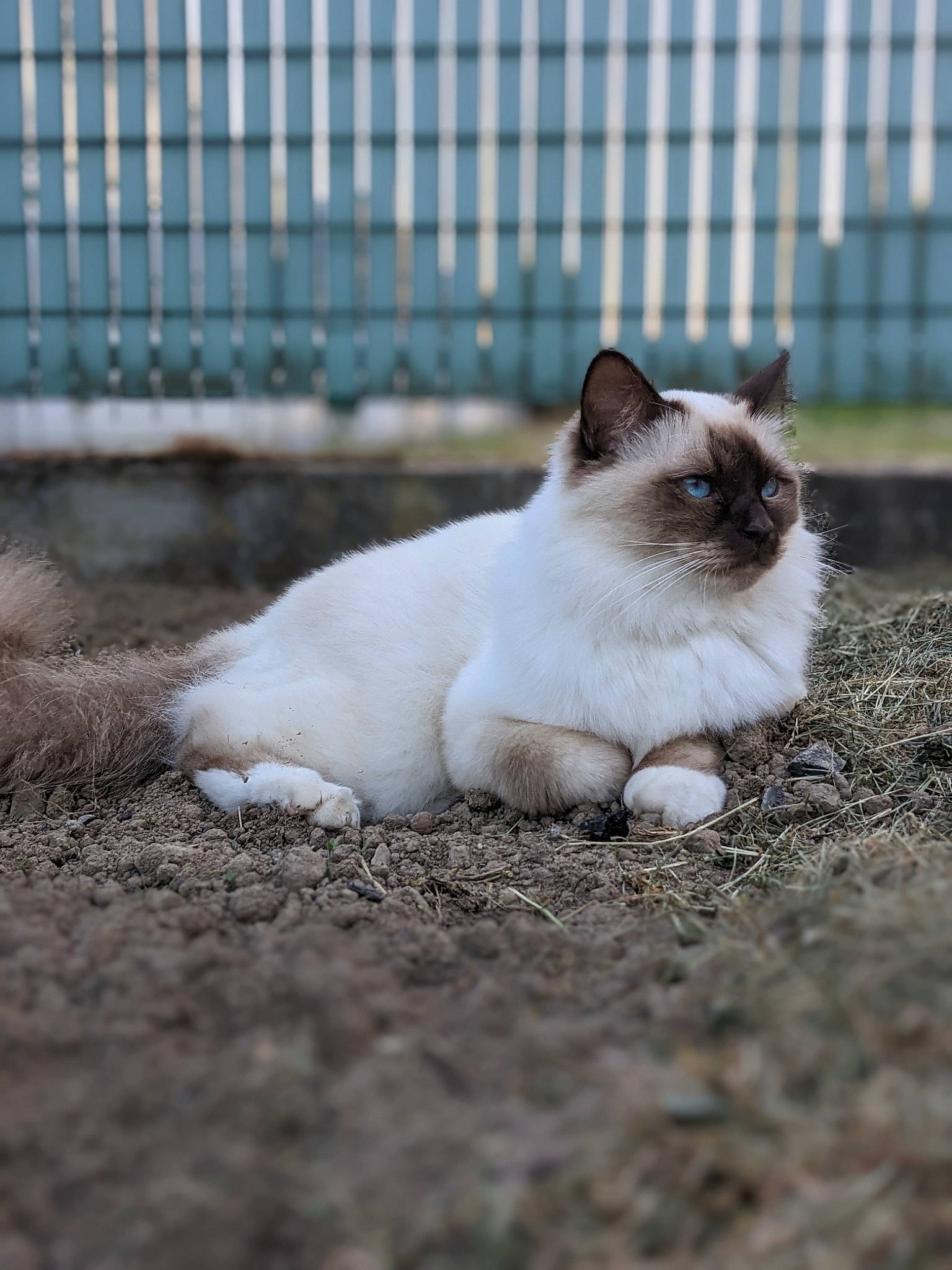 Ti-no participe au concours pour gagner de l&#x27;argent avec cette photo : birman, carnivore, cat, eye, felidae, fence, fur, grass, iris, mesh, siamese, small_to_medium_sized_cats, snout, terrestrial_animal, whiskers, wire_fencing