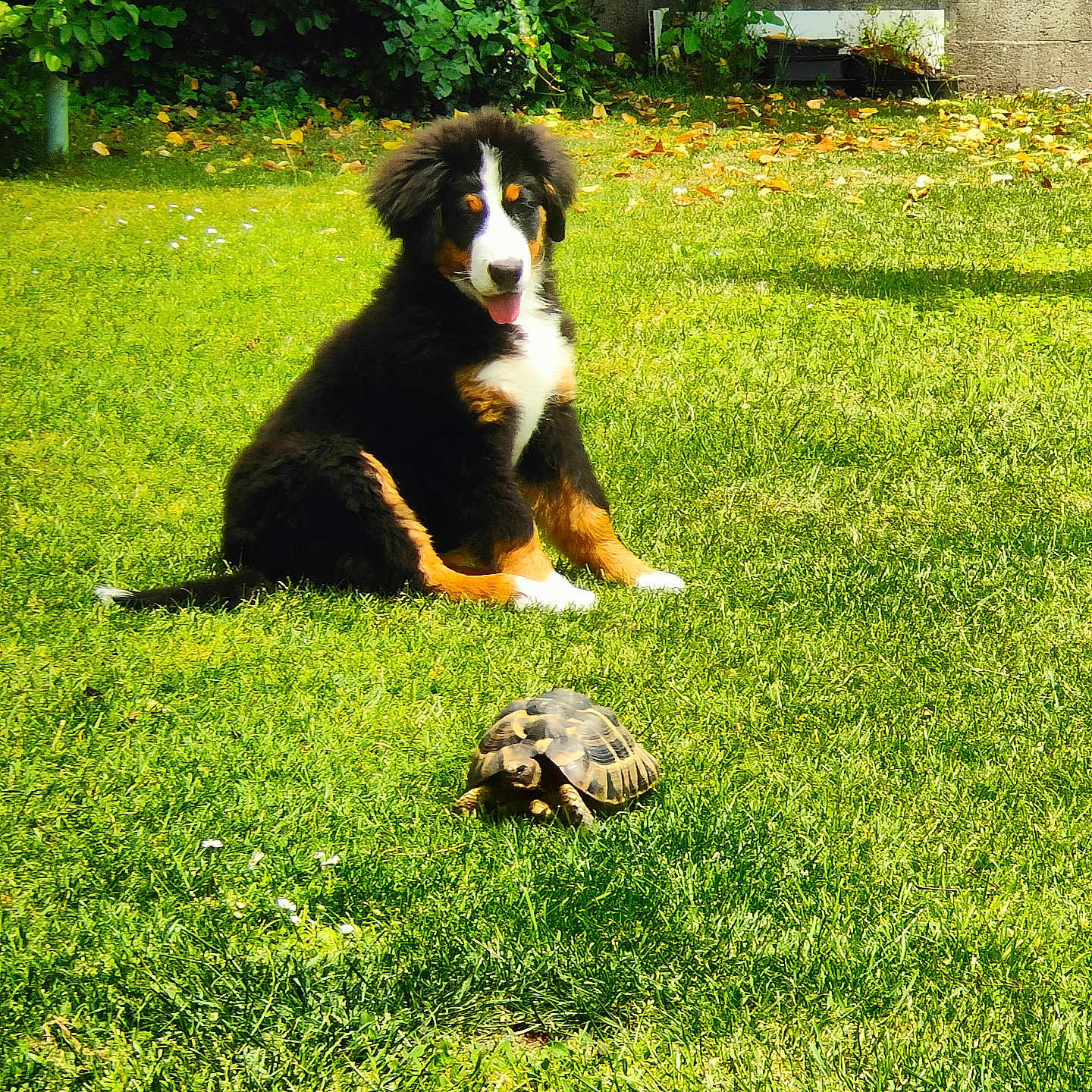 Abby a rejoint le concours — aidez-le/la à gagner de superbes lots ! animal, backyard, bernese_mountain_dog, calm, cute, dog, fluffy, grass, greenery, lawn, leisure, nature, outdoor, pet, puppy, reptile, slow, summer, sunny, tortoise