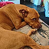 Naya a rejoint le concours — aidez-le/la à gagner de superbes lots ! dog, brown_dog, pet, indoor, cushion, resting, lying_down, close_up, animal, canine, floor, furniture, cozy, home, paw, ear, face, looking, expression, relaxed