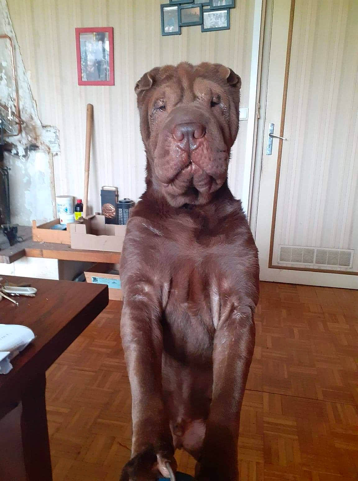 Olaf