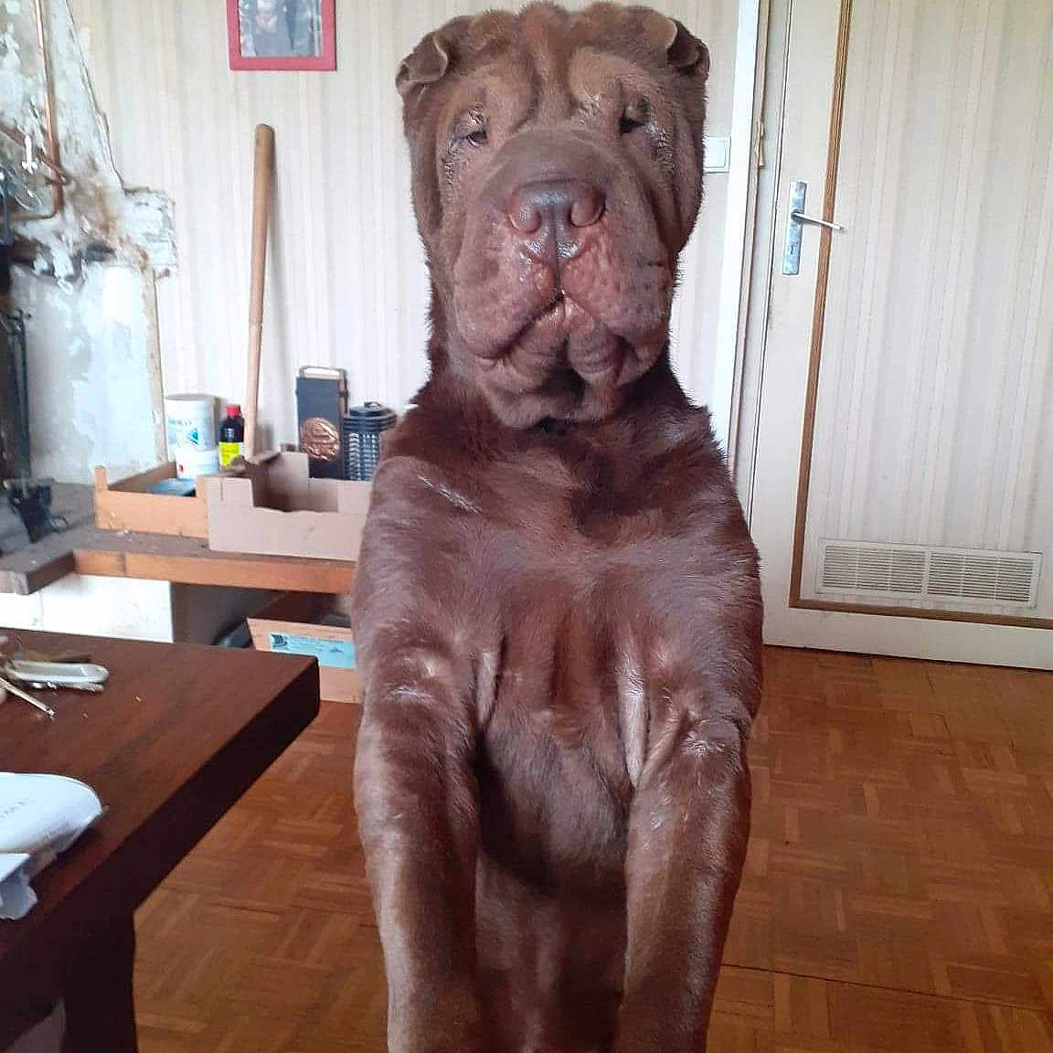 Olaf