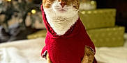 Bruno joined the competition — help win amazing prizes! animal, blanket, cat, christmas_tree, cozy, cute, domestic_animal, festive, fur, holiday_decor, indoors, orange_cat, pet, pet_clothing, portrait, presents, red_sweater, sitting, whiskers, white_cat