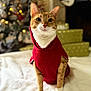 animal, blanket, cat, christmas_tree, cozy, cute, domestic_animal, festive, fur, holiday_decor, indoors, orange_cat, pet, pet_clothing, portrait, presents, red_sweater, sitting, whiskers, white_cat
