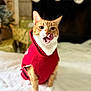 Bruno is registered to the contest to win money with this photo: animal, blanket, cat, christmas_stockings, cozy, cute, decor, feline, festive, fireplace, gifts, holiday, indoor, orange_cat, pet, portrait, red_sweater, tongue_out, warm, white_paws