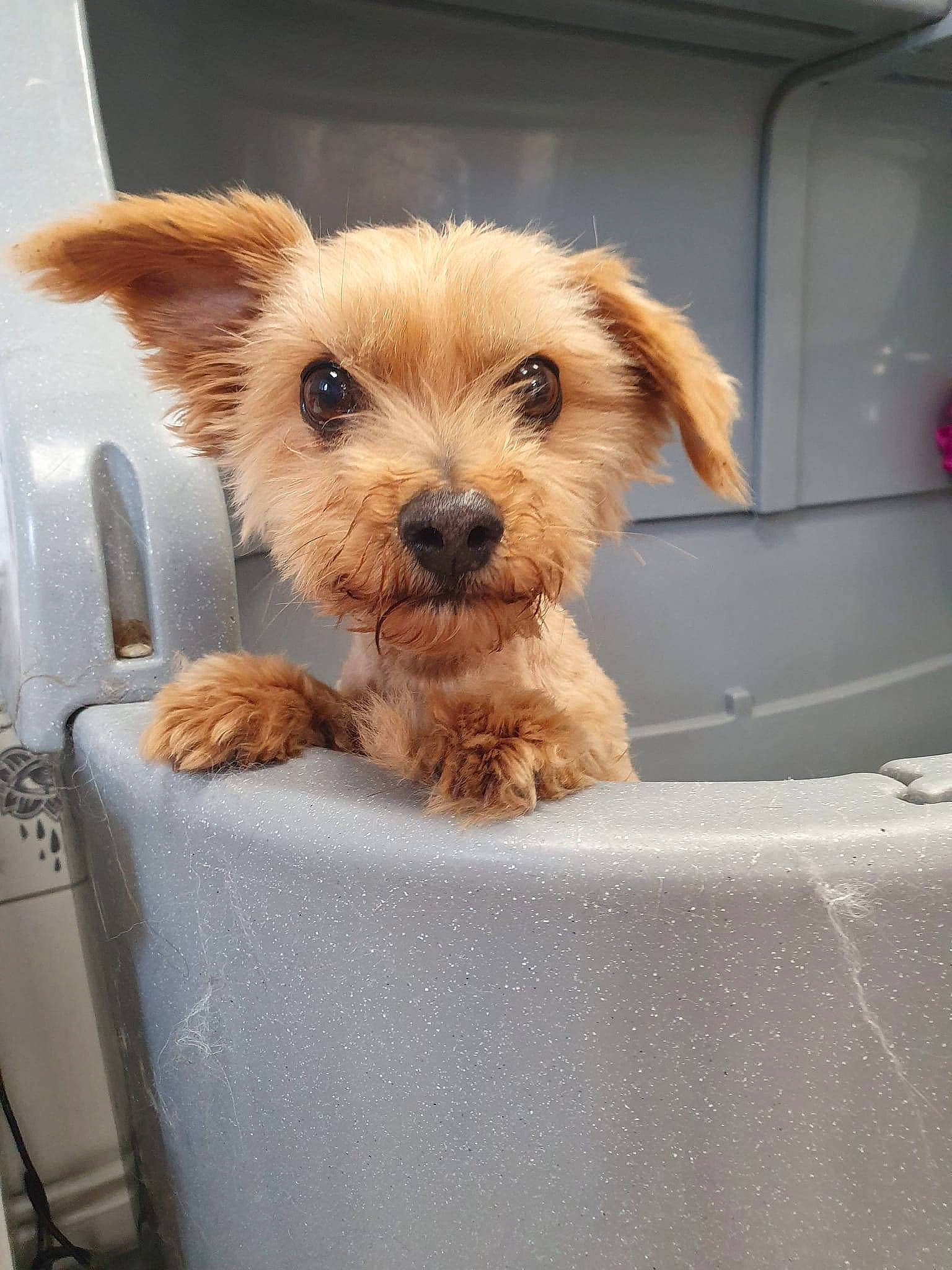 Elia participe au concours pour gagner de l'argent avec cette photo : canidae, carnivore, companion_dog, dog, dog_breed, dog_clothes, dog_supply, fawn, fur, small_terrier, snout, sporting_group, terrestrial_animal, terrier, toy, toy_dog, windshield, working_animal, working_terrier