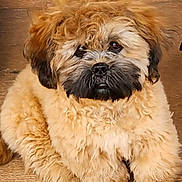 Makana joined the competition — help win amazing prizes! puppy, dog, fluffy, curly_hair, brown, black_nose, pet, animal, cute, sitting, indoor, closeup, fur, young_dog, adorable, companion, mammal, portrait, domestic_animal, curious