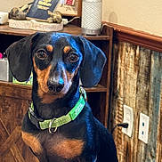 Bocephus is registered to the contest to win money with this photo: dog, dachshund, pet, indoor, collar, black_and_tan, sitting, wooden_wall, shelf, framed_photo, decor, brown, green_collar, ears, face, animal, cute, companion, domestic, portrait