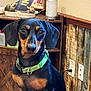 dog, dachshund, pet, indoor, collar, black_and_tan, sitting, wooden_wall, shelf, framed_photo, decor, brown, green_collar, ears, face, animal, cute, companion, domestic, portrait